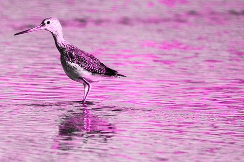 Greater Yellowlegs Wading Among Rippling River Water (Pink Tone Photo)