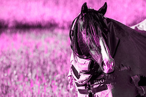 Hair Bang Horse Glancing Sideways In Coat (Pink Tone Photo)
