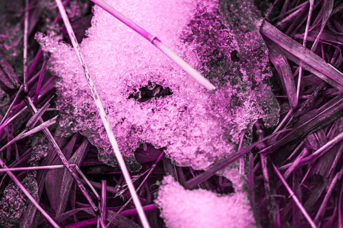 Half Melted Ice Face Smirking Among Reed Grass (Pink Tone Photo)
