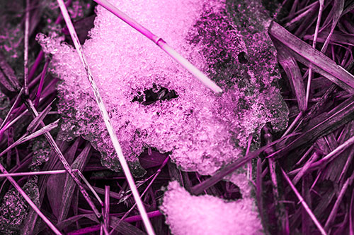 Half Melted Ice Face Smirking Among Reed Grass (Pink Tone)