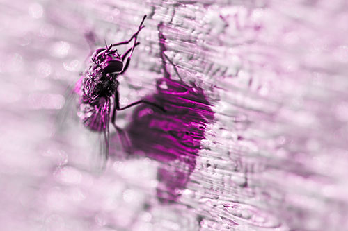 Hand Rubbing Cluster Fly Cleansing Self (Pink Tone Photo)