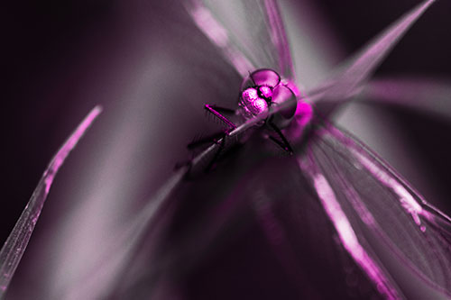 Happy Dragonfly Hugs Grass Blade Edge (Pink Tone Photo)