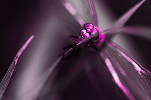 Happy Dragonfly Hugs Grass Blade Edge (Pink Tone)