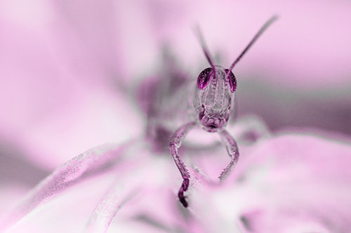 Happy Grasshopper Smiling Among Sneezeweed Leaves (Pink Tone)