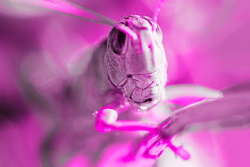 Happy Grasshopper Smiling Among Sunlight (Pink Tone Photo)