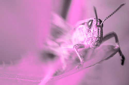 Happy Grasshopper Standing Among Sloping Leaf (Pink Tone)