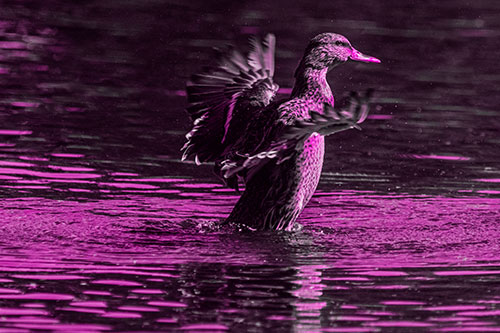 Happy Mallard Duck Flapping Wings Towards Sunshine (Pink Tone)
