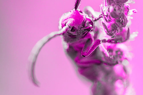 Happy Milkweed Beetle Climbing Fuzzy Plant (Pink Tone)