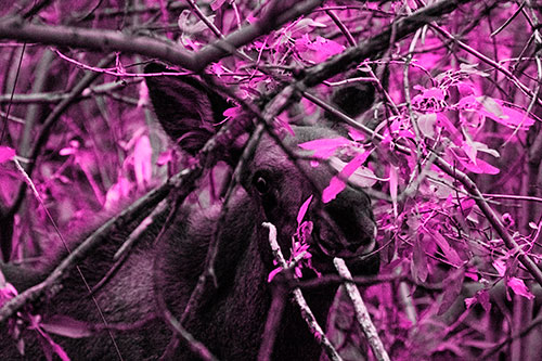 Happy Moose Smiling Behind Tree Branches (Pink Tone Photo)