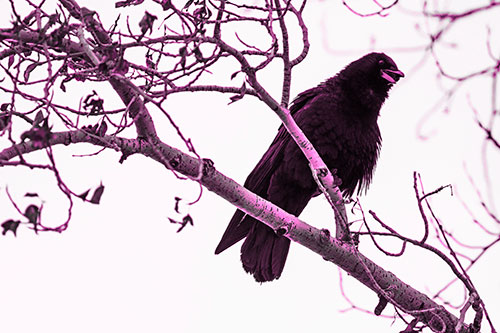 Happy Open Mouthed Crow Cawing (Pink Tone Photo)