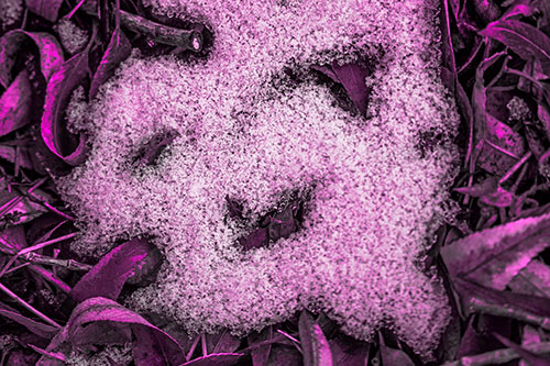 Happy Snow Face Among Dead Twisted Leaves (Pink Tone Photo)