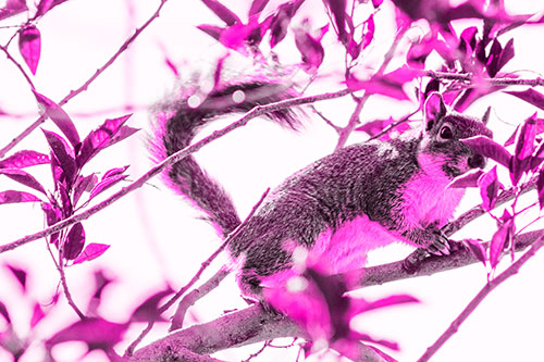 Happy Squirrel With Chocolate Covered Face (Pink Tone Photo)