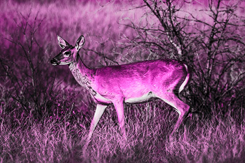 Happy White Tailed Deer Enjoying Stroll Through Grass (Pink Tone Photo)