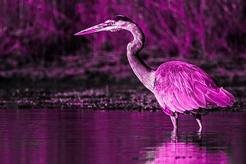 Head Tilting Great Blue Heron Hunting For Fish (Pink Tone Photo)