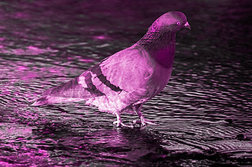 Head Tilting Pigeon Wading Atop River Water (Pink Tone Photo)