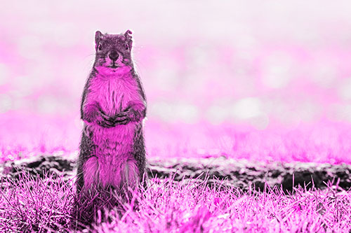 Hind Leg Squirrel Standing Among Grass (Pink Tone)