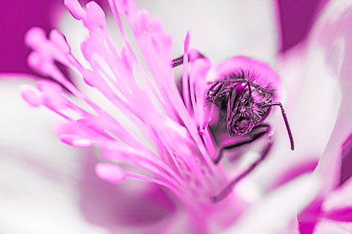 Honey Bee Crawling Among Columbine Flower (Pink Tone)