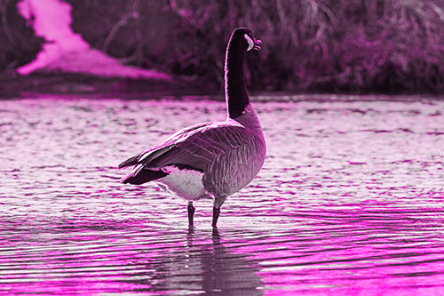 Honking Canadian Goose Standing Among River Water (Pink Tone Photo)