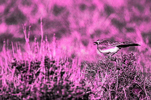 Horned Lark Chirping Loudly Perched Atop Sticks (Pink Tone Photo)
