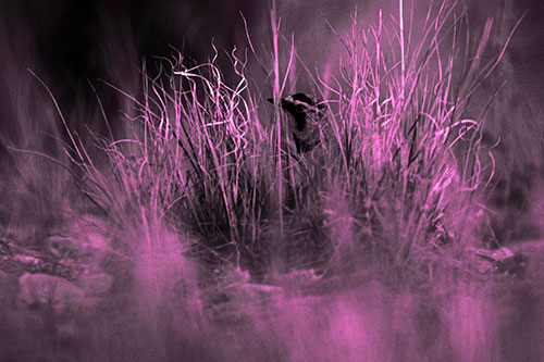 Horned Lark Hiding Among Grass (Pink Tone Photo)