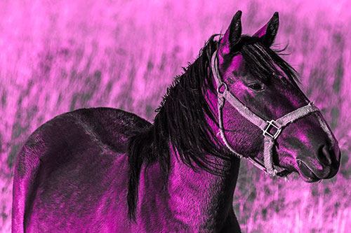Horse Enjoying Grassy Dinner Meal (Pink Tone Photo)