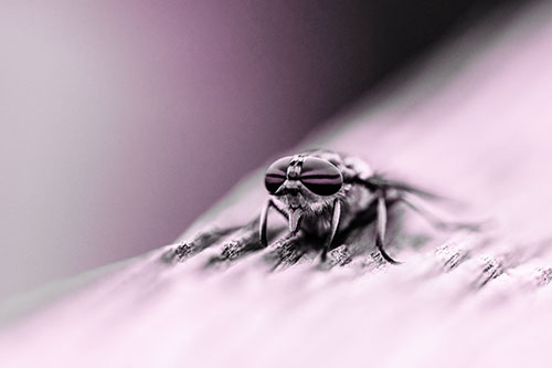 Horse Fly Resting Among Grooved Wood (Pink Tone)