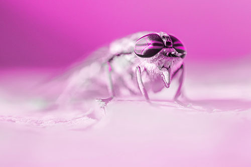 Horse Fly Sticking Tongue Out Among Sunlight (Pink Tone)