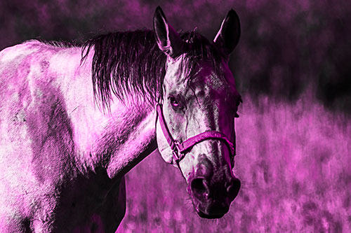 Horse Making Eye Contact (Pink Tone Photo)
