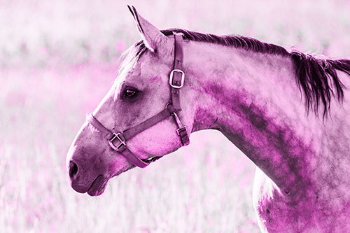 Horse Wearing Bridle Among Sunshine (Pink Tone)
