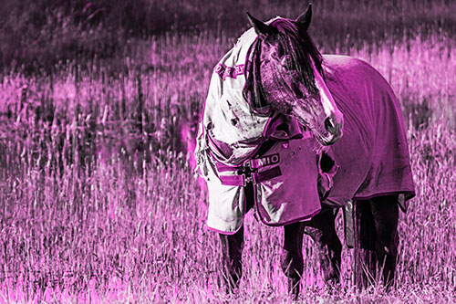 Horse Wearing Coat Atop Wet Grassy Marsh (Pink Tone)