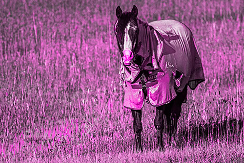 Horse Wearing Coat Standing Along Marsh (Pink Tone Photo)