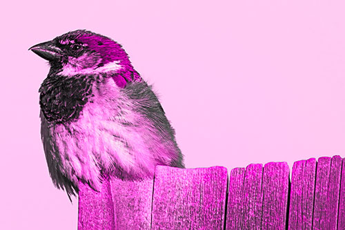 House Sparrow Perched Atop Wooden Post (Pink Tone Photo)