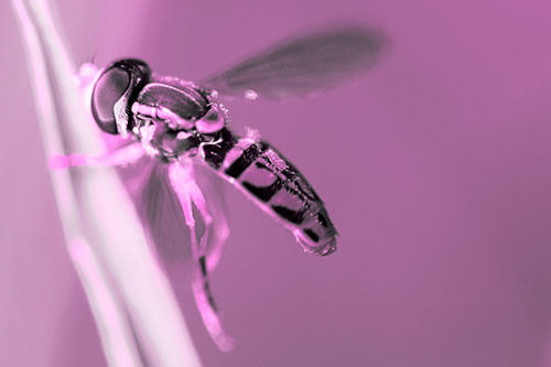 Hoverfly Hugs Grass Blade (Pink Tone Photo)
