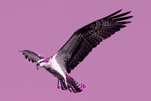 Hovering Osprey Hawk Looking For Fish Below (Pink Tone)