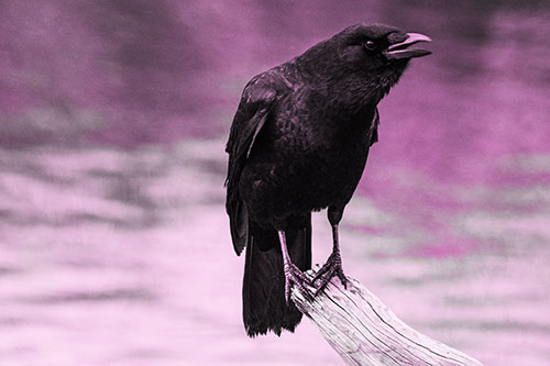 Hunched Over Crow Cawing Atop Broken Tree Log (Pink Tone)