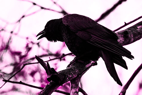 Hunched Over Crow Cawing Atop Tree Branch (Pink Tone Photo)
