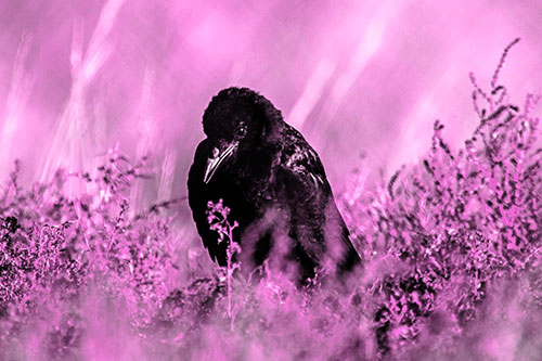 Hunched Over Raven Among Dying Plants (Pink Tone Photo)