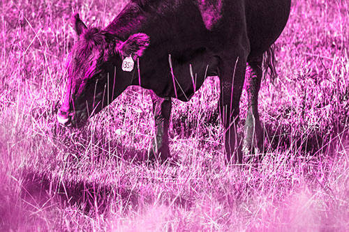 Hungry Cow Enjoying Grassy Meal (Pink Tone Photo)