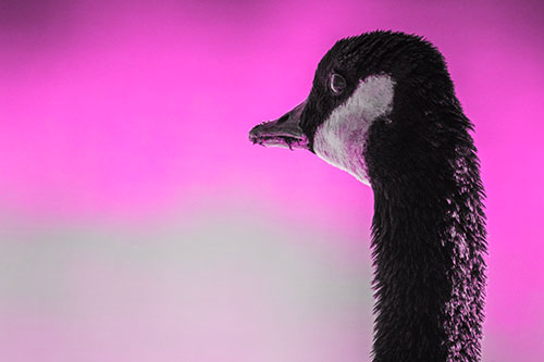 Hungry Crumb Mouthed Canadian Goose Senses Intruder (Pink Tone Photo)
