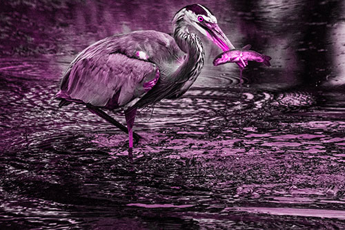 Hungry Great Blue Heron Spears Through Trout Fish (Pink Tone)