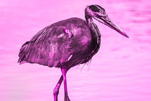Hungry Great Blue Heron Spots Swimming Fish (Pink Tone)