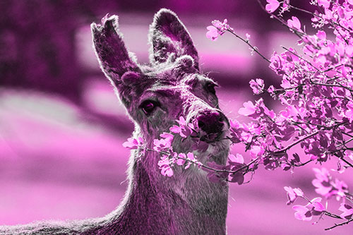 Hungry Lone Mule Deer Chewing Tree Leaves (Pink Tone)