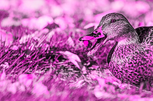 Hungry Mallard Duck Devours Cherry (Pink Tone)