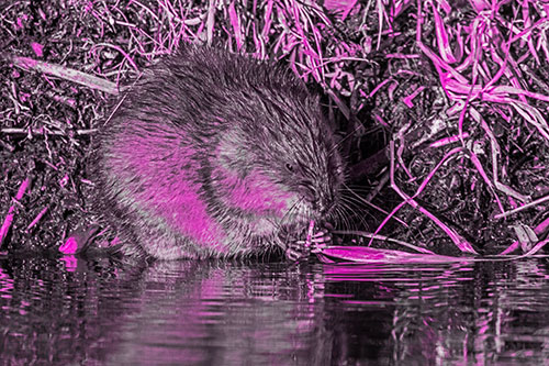 Hungry Muskrat Chews Water Reed Grass Along River Shore (Pink Tone Photo)