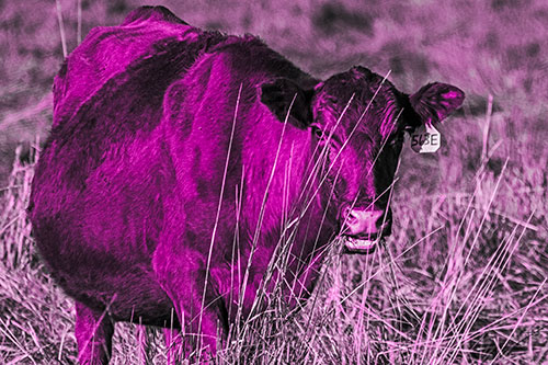 Hungry Open Mouthed Cow Enjoying Hay (Pink Tone Photo)
