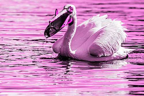 Hungry Pelican Captures Salamander For Breakfast (Pink Tone)