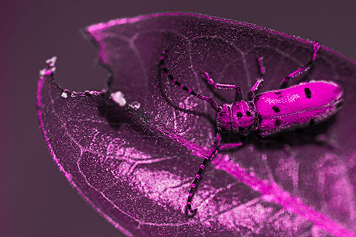 Hungry Red Milkweed Beetle Rests Among Chewed Leaf (Pink Tone Photo)