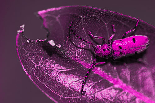 Hungry Red Milkweed Beetle Rests Among Chewed Leaf (Pink Tone)