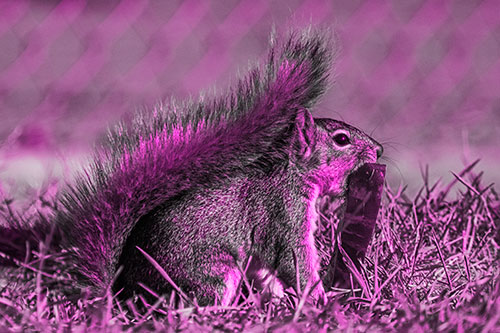 Hungry Squirrel Chews Watermelon Among Grass (Pink Tone)