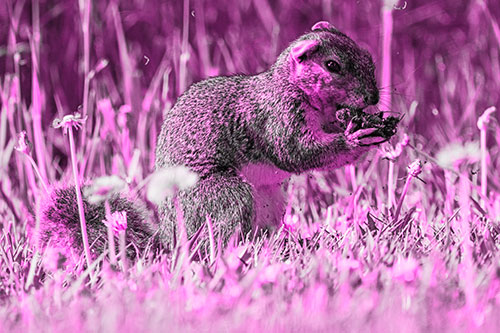 Hungry Squirrel Feasting Among Dandelions (Pink Tone Photo)